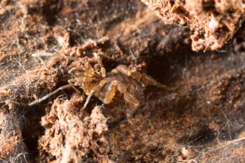 Media type: image;   Invertebrate Zoology 151595